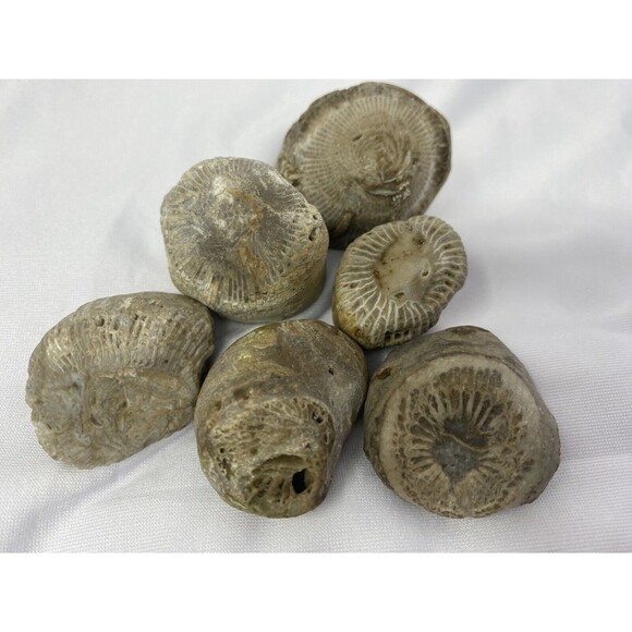 6 Fossilized Horn Coral Lake Superior Mi - Picture 1 of 4
